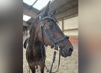 Rheinländer, Wallach, 21 Jahre, 168 cm, Dunkelbrauner