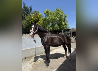 Rheinländer, Wallach, 21 Jahre, 172 cm, Rappe