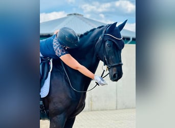 Rheinländer, Wallach, 21 Jahre, 175 cm, Rappe