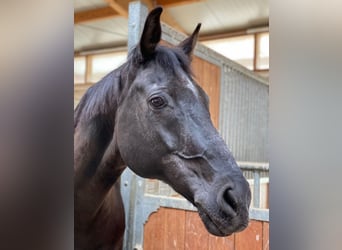 Rheinländer, Wallach, 22 Jahre, 172 cm, Rappe