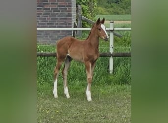 Rheinländer, Wallach, 2 Jahre, 166 cm, Fuchs