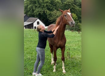 Rheinländer, Wallach, 2 Jahre, 166 cm, Fuchs