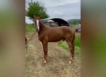 Rheinländer, Wallach, 2 Jahre, 175 cm, Fuchs