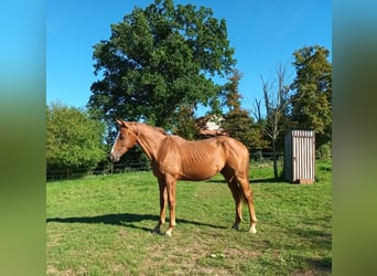 Rheinländer, Wallach, 2 Jahre, 175 cm, Fuchs