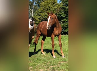 Rheinländer, Wallach, 2 Jahre, 175 cm, Fuchs