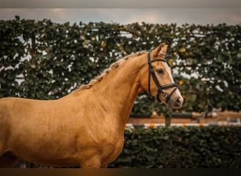Rheinländer, Wallach, 3 Jahre, 156 cm, Palomino