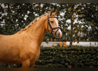 Rheinländer, Wallach, 3 Jahre, 156 cm, Palomino