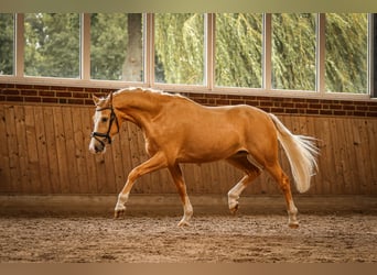 Rheinländer, Wallach, 3 Jahre, 156 cm, Palomino