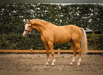 Rheinländer, Wallach, 3 Jahre, 156 cm, Palomino