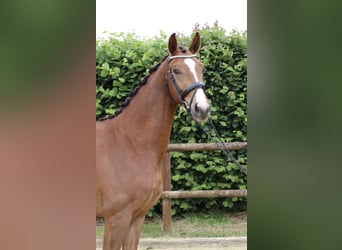 Rheinländer, Wallach, 3 Jahre, 163 cm, Fuchs