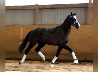Rheinländer, Wallach, 3 Jahre, 165 cm, Rappe