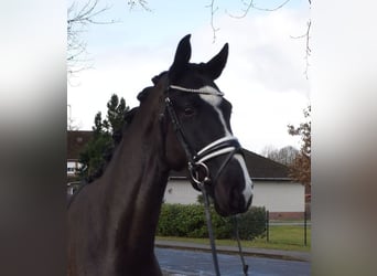 Rheinländer, Wallach, 3 Jahre, 165 cm, Rappe