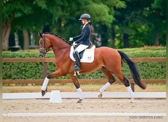Rheinländer, Wallach, 3 Jahre, 167 cm, Brauner