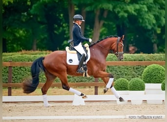 Rheinländer, Wallach, 3 Jahre, 167 cm, Brauner