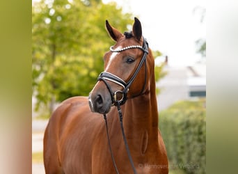 Rheinländer, Wallach, 3 Jahre, 167 cm, Brauner