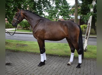 Rheinländer, Wallach, 3 Jahre, 167 cm, Schwarzbrauner