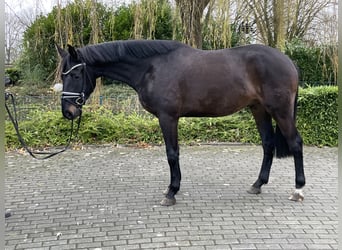 Rheinländer, Wallach, 3 Jahre, 168 cm, Schwarzbrauner