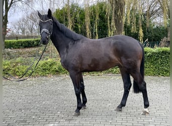 Rheinländer, Wallach, 3 Jahre, 168 cm, Schwarzbrauner