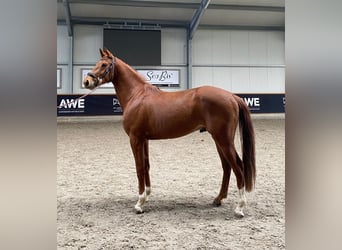 Rheinländer, Wallach, 3 Jahre, 169 cm, Fuchs