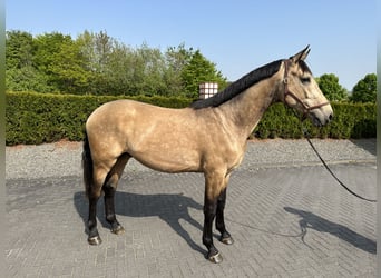 Rheinländer, Wallach, 3 Jahre, 170 cm, Buckskin