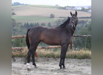 Rheinländer, Wallach, 3 Jahre, 170 cm, Dunkelbrauner