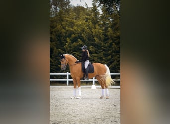 Rheinländer, Wallach, 3 Jahre, 170 cm, Palomino