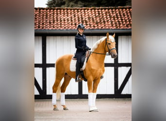 Rheinländer, Wallach, 3 Jahre, 170 cm, Palomino