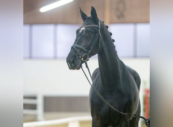 Rheinländer, Wallach, 3 Jahre, Rappe