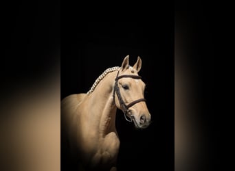 Rheinländer, Wallach, 4 Jahre, 134 cm, Palomino