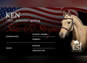 Rheinländer, Wallach, 4 Jahre, 134 cm, Palomino