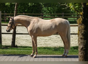 Rheinländer, Wallach, 4 Jahre, 134 cm, Palomino
