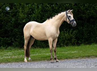 Rheinländer, Wallach, 4 Jahre, 145 cm, Falbe