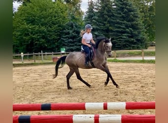 Rheinländer, Wallach, 4 Jahre, 155 cm, Schimmel