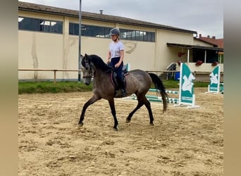 Rheinländer, Wallach, 4 Jahre, 155 cm, Schimmel
