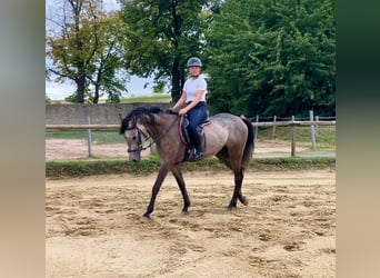 Rheinländer, Wallach, 4 Jahre, 155 cm, Schimmel