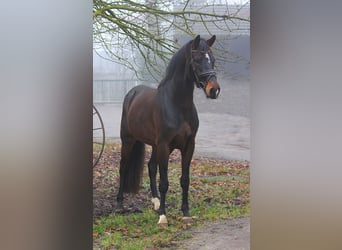 Rheinländer, Wallach, 4 Jahre, 164 cm, Brauner