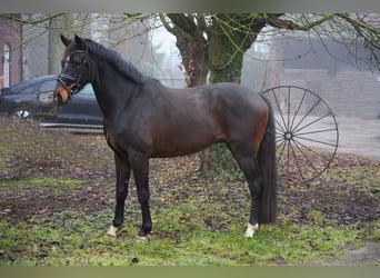 Rheinländer, Wallach, 4 Jahre, 164 cm, Brauner