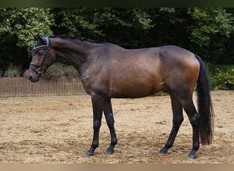 Rheinländer, Wallach, 4 Jahre, 164 cm, Brauner