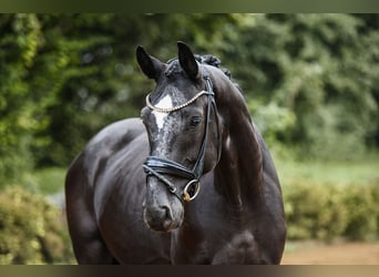 Rheinländer, Wallach, 4 Jahre, 164 cm, Rappe