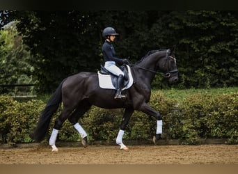 Rheinländer, Wallach, 4 Jahre, 164 cm, Rappe