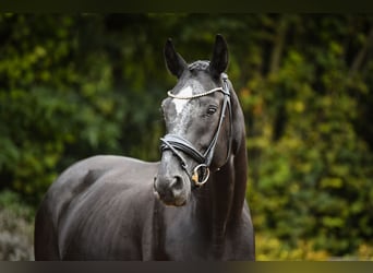 Rheinländer, Wallach, 4 Jahre, 164 cm, Rappe