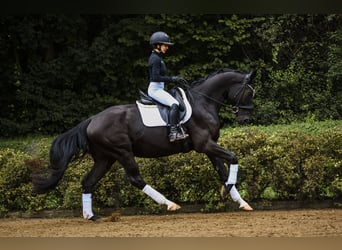 Rheinländer, Wallach, 4 Jahre, 164 cm, Rappe