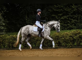 Rheinländer, Wallach, 4 Jahre, 165 cm, Schimmel