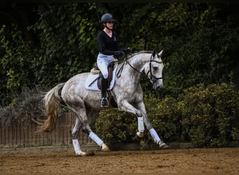 Rheinländer, Wallach, 4 Jahre, 165 cm, Schimmel