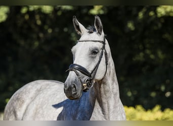 Rheinländer, Wallach, 4 Jahre, 165 cm, Schimmel