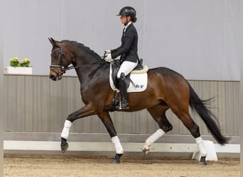 Rheinländer, Wallach, 4 Jahre, 166 cm, Schwarzbrauner