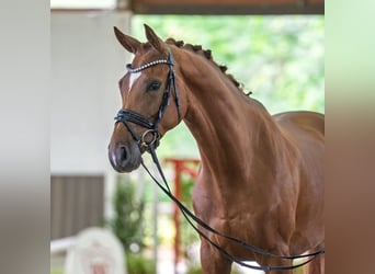 Rheinländer, Wallach, 4 Jahre, 167 cm, Fuchs