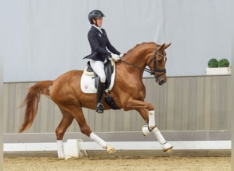 Rheinländer, Wallach, 4 Jahre, 167 cm, Fuchs