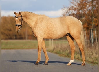 Rheinländer, Wallach, 4 Jahre, 167 cm, Palomino