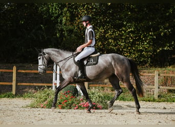 Rheinländer, Wallach, 4 Jahre, 167 cm, Schimmel